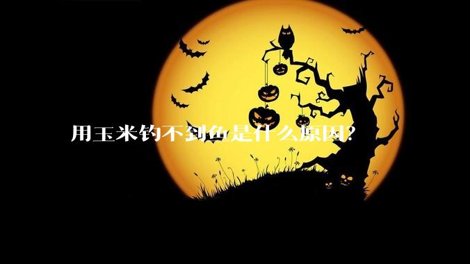 用玉米钓不到鱼是什么原因？